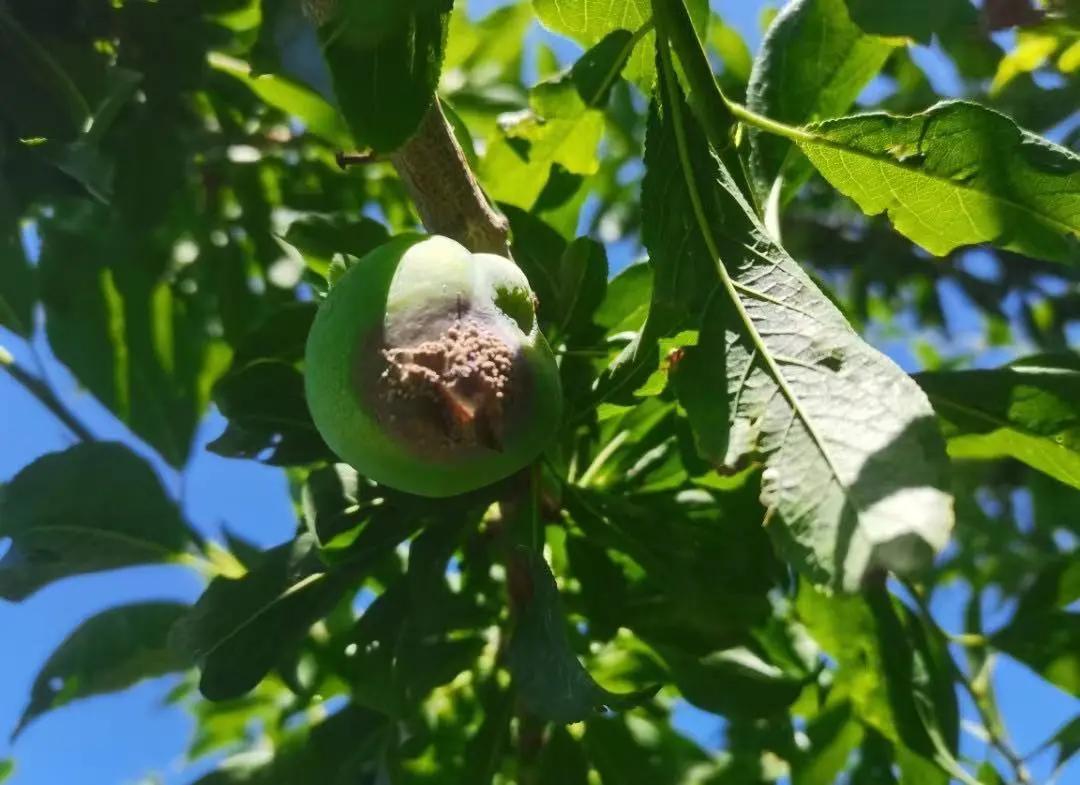 李子高温落果严重怎么办,李子结果后会发黄掉落什么原因