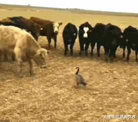 搞笑gif妹子的内心是崩溃的,搞笑gif妹子原来是个逗比