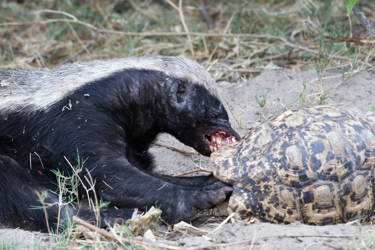 平头哥和比特犬谁厉害,平头哥和比特犬大战