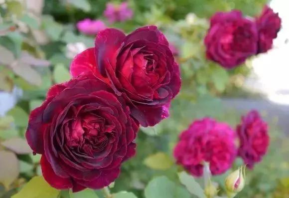 100种玫瑰图片大全,介绍100种不同品种的玫瑰视频