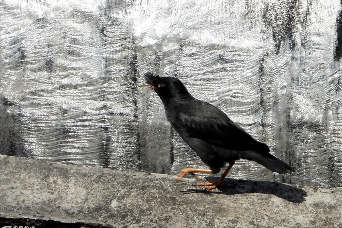 八哥鸟拉稀喝大蒜水,八哥鸟吃面包虫拉稀