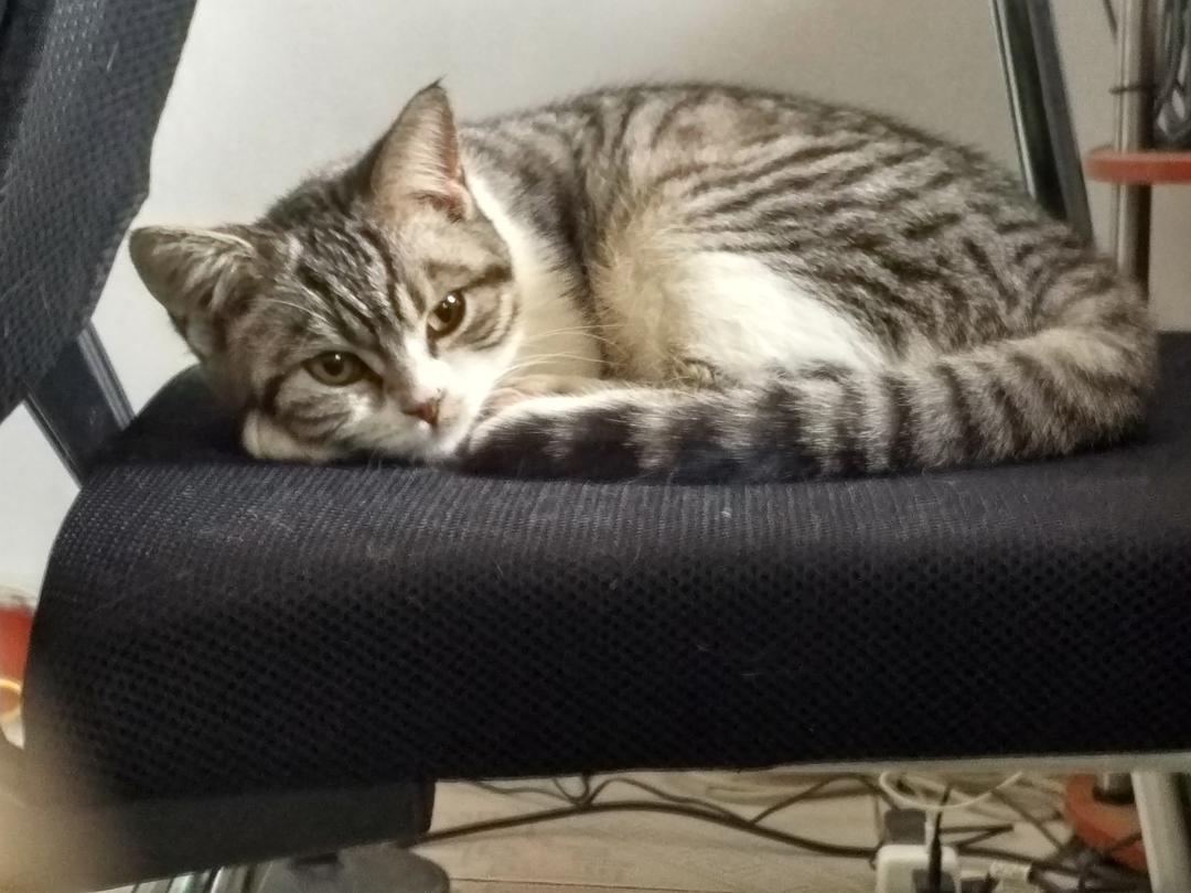 猫咪半夜叫有什么问题不,猫咪半夜叫唤不睡觉