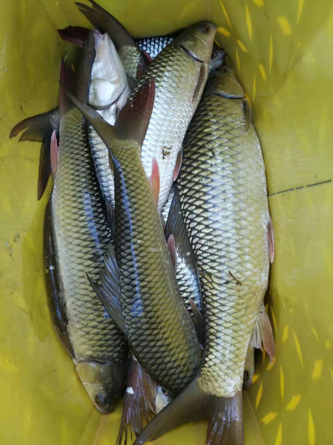 春钓鲮鱼用什么饵最好,钓鲮鱼的技巧和方法