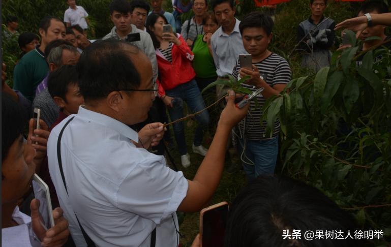 桃养人，可要种好桃，这些桃的特性要了解