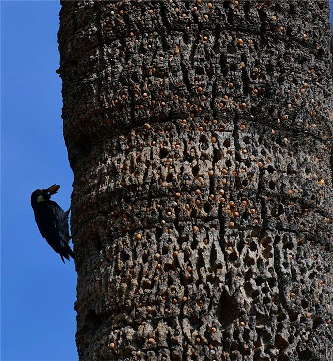 啄木鸟把树啄死,啄木鸟把树啄得千疮百孔能补偿么
