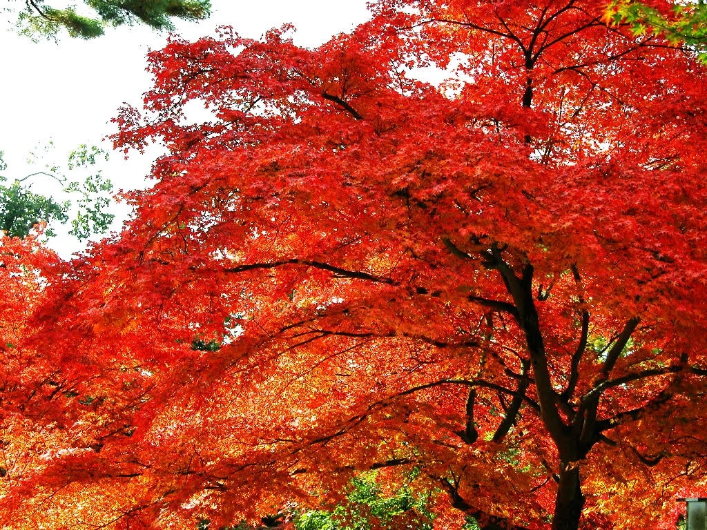 你走了叫我怎么活下去原创,你怎么走了让我怎么活原创