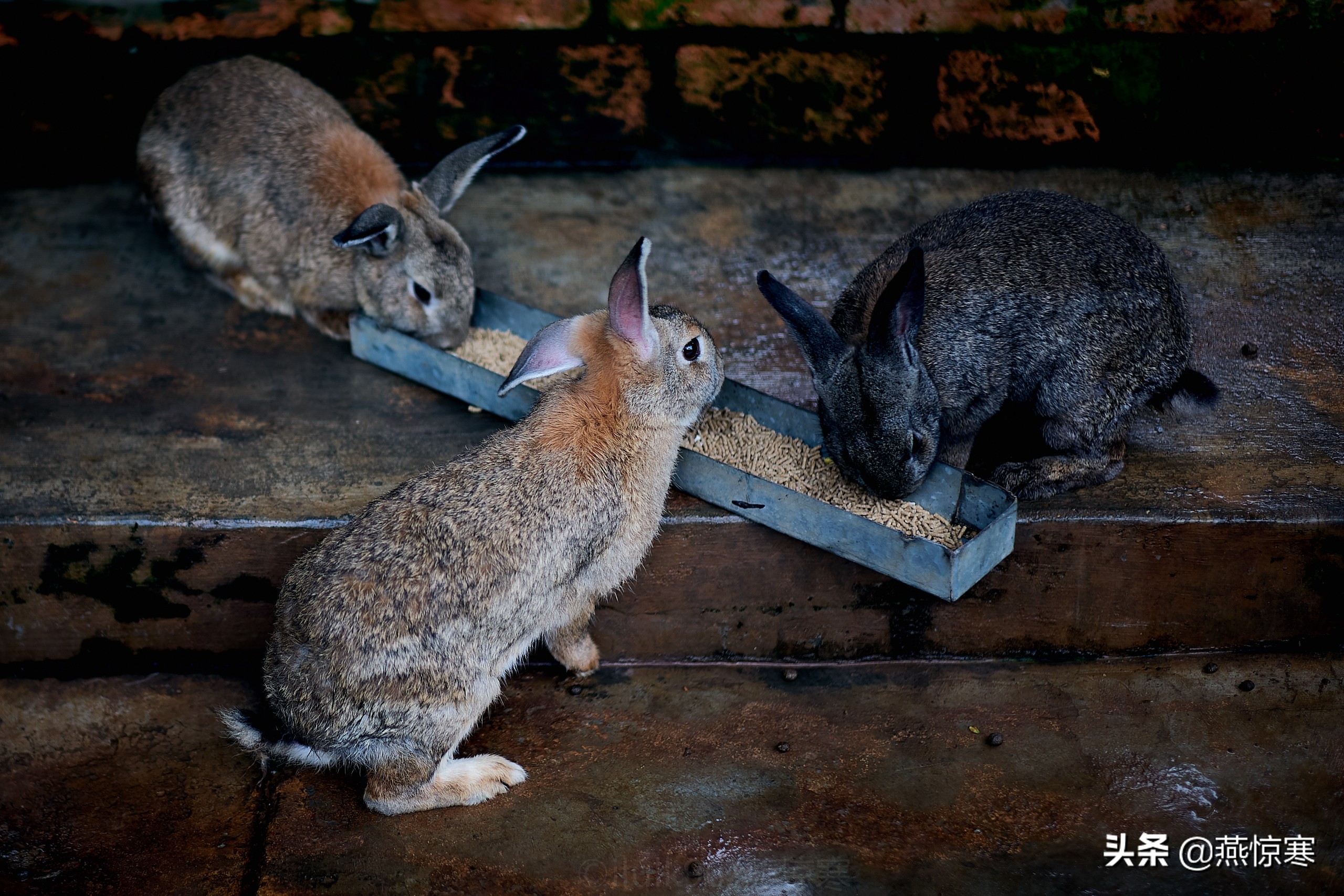 徕卡最值得玩的镜头,徕卡镜头351.4和501.4拍摄对比