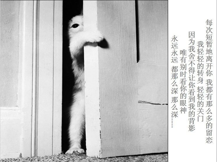 我只想说声爱你,只想再爱你一次