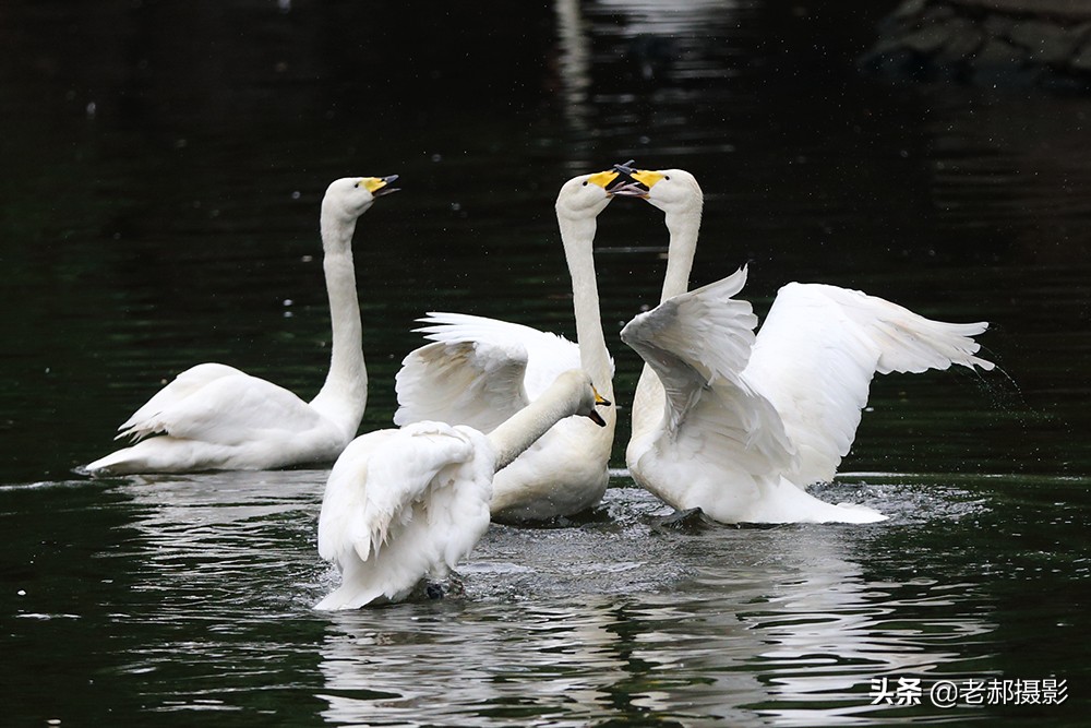 四小天鹅完整版歌曲,四只小天鹅歌舞
