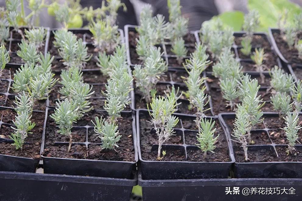 衣草种植养护方法步骤图片,法国衣草怎么养护视频讲解