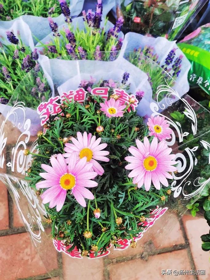 2元花盆批发,2元左右的花盆