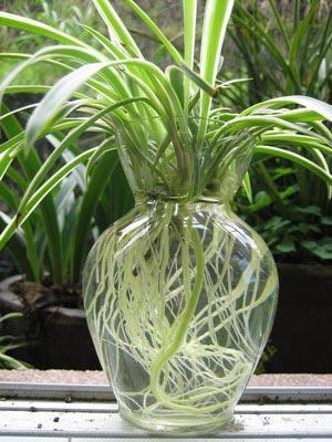 吊兰土培改水培后烂,吊兰土养能不能直接浇水