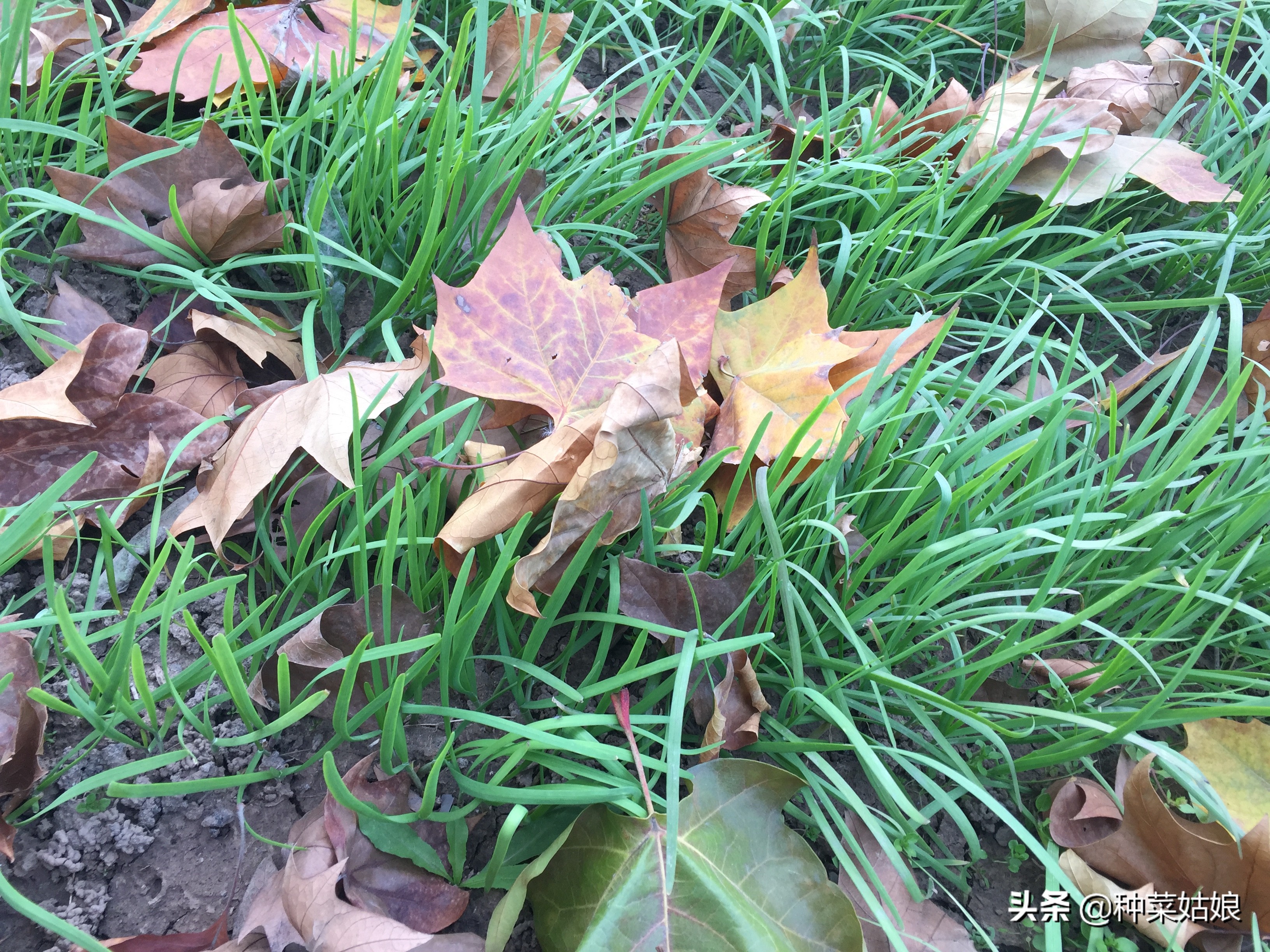 想种韭菜籽怎么样才能种好,想种韭菜提前需要准备什么