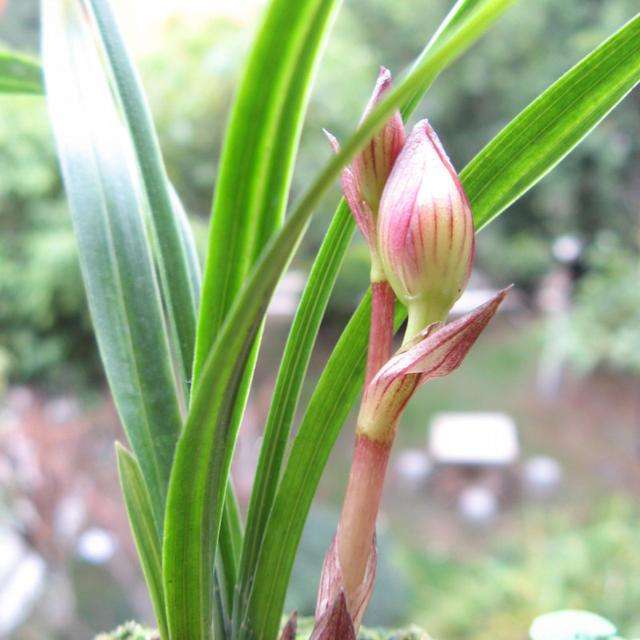 社戏导学案,社戏第一课11段仿写