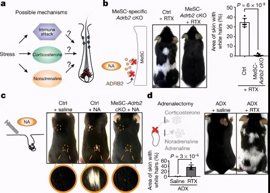 年轻人白发能变黑吗科学回答,哈佛研究长白发的人