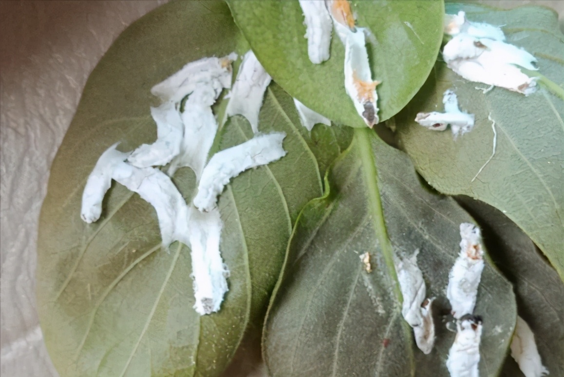 介壳虫的正确杀法,如何除去介壳虫