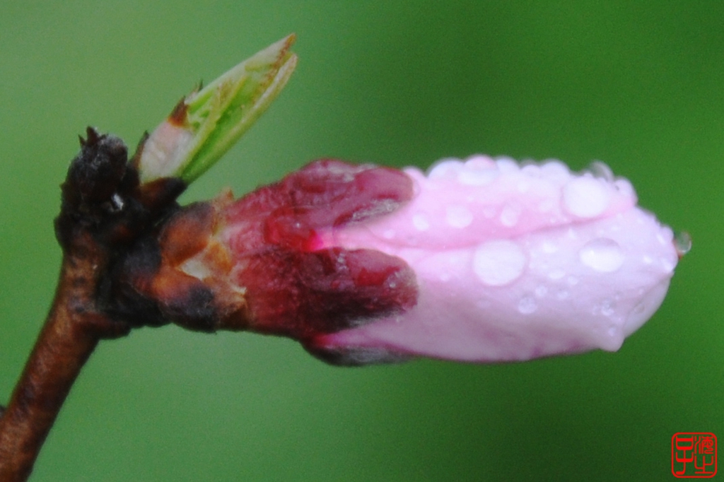 浙江母亲河钱塘江,浙江台州春风
