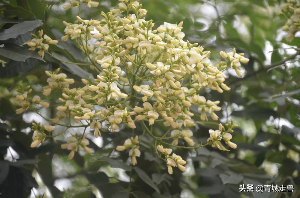 五月的槐花特别香,五月槐花香你不知道的事