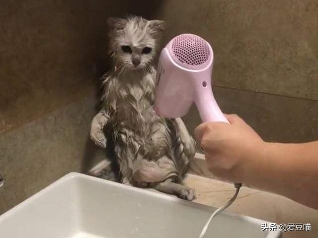 猫癣反反复复老不好？铲屎官别崩溃，简单3招可教你永久搞定猫癣