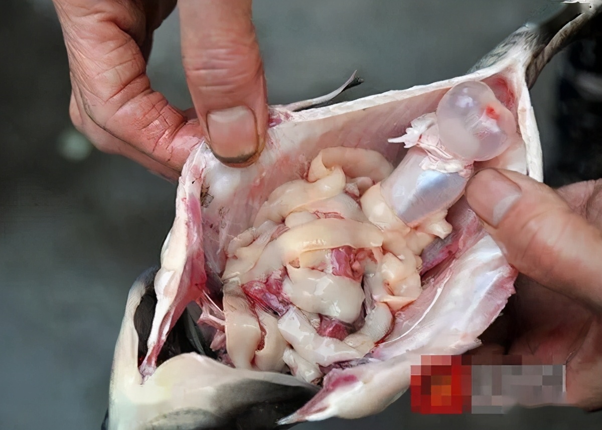 鱼体内白色透明长条物,鱼体内的黄色块状是什么