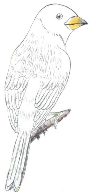 工笔画蜡嘴鸟的染色步骤,工笔画入门教程步骤图勾线