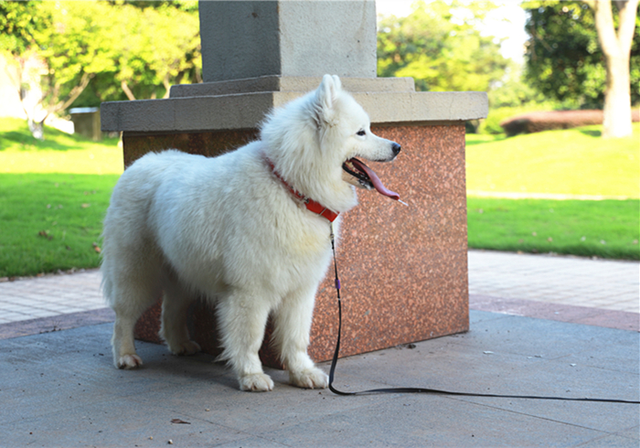 狗狗抽搐倒地不起哼哼叫还有救吗,狗狗呼吸急促四肢站不稳是什么病