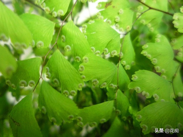 铁线蕨水培叶子枯萎怎么办,铁线蕨叶子干枯是什么原因