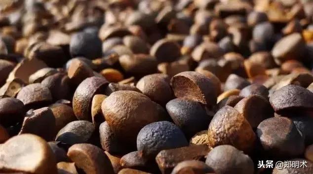 养生保健:山茶油的功效与作用