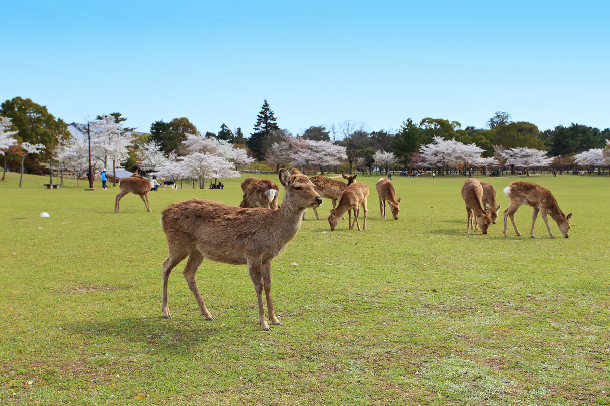 日本大阪七天攻略,日本大阪走心指南