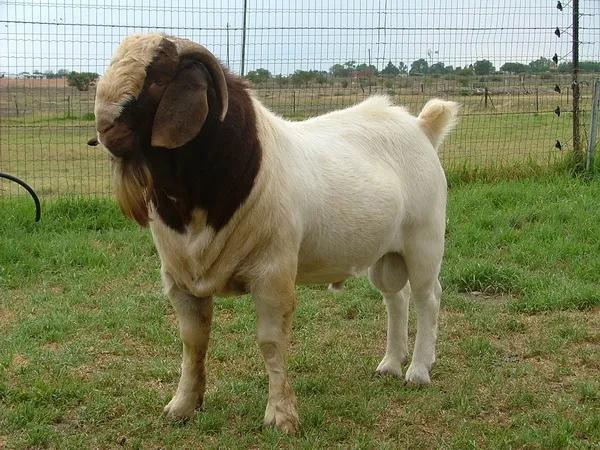 山羊挑选繁育母羊,回家养羊