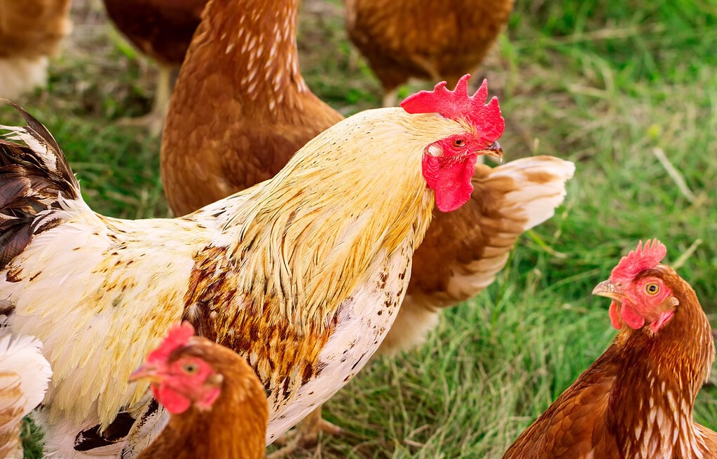 蛋鸡的屁股脱肛了怎么治,产蛋鸡脱肛如何防治