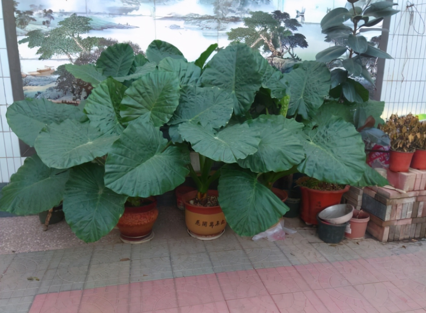 这些网红花,花商告诉你它好养,开花美,从来不提它“有毒”