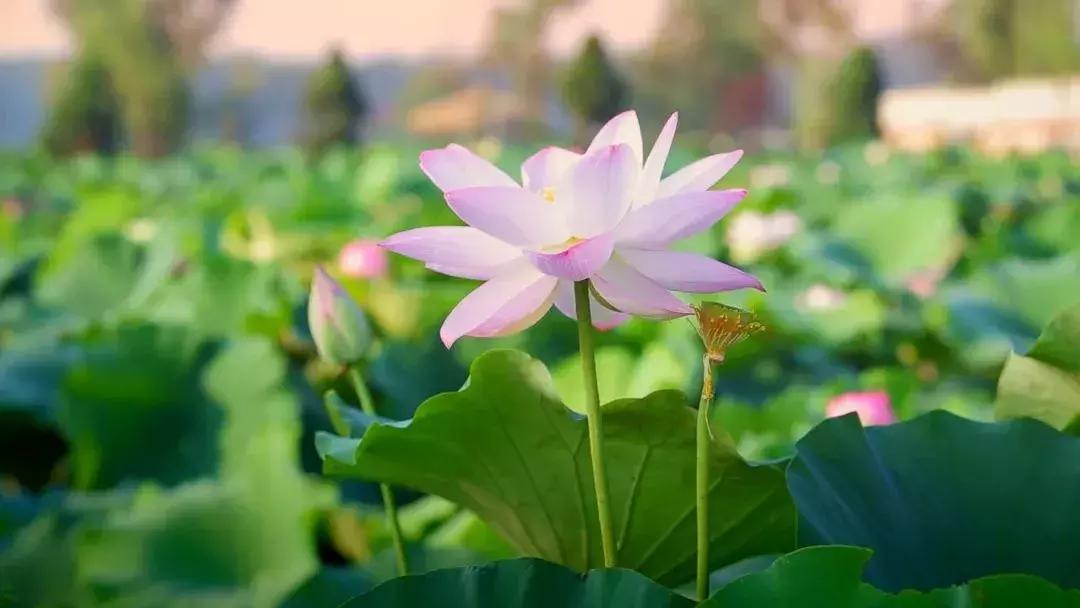 金湖荷花荡图片,金湖荷花荡介绍