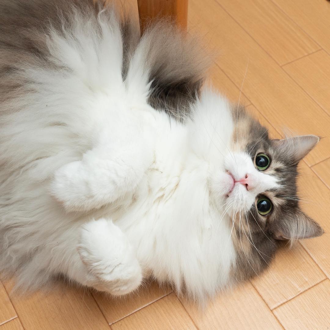 猫咪高智商的8种表现,猫咪高智商的6点表现