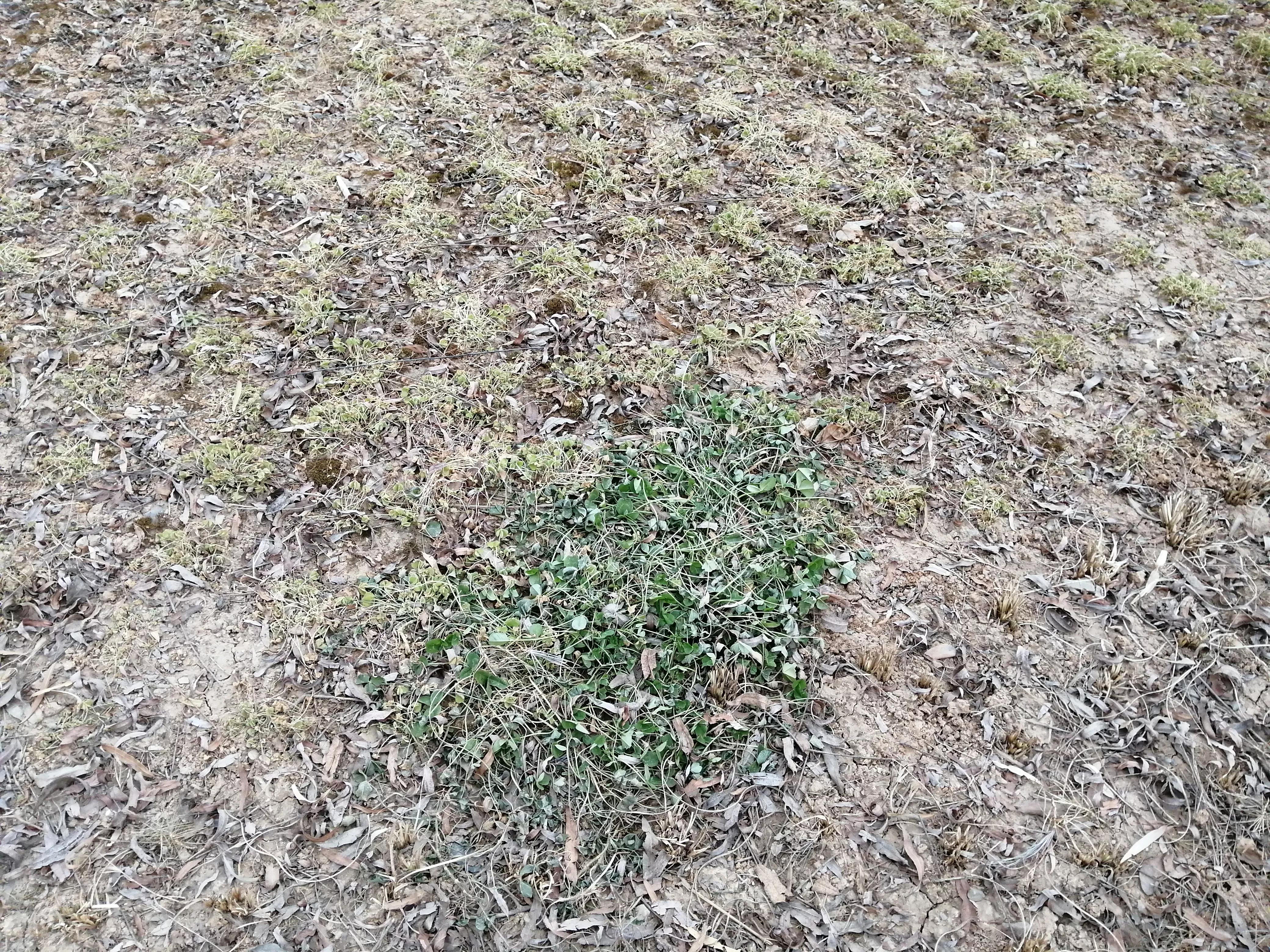 白花三叶草治什么病,白花三叶草怎么清除