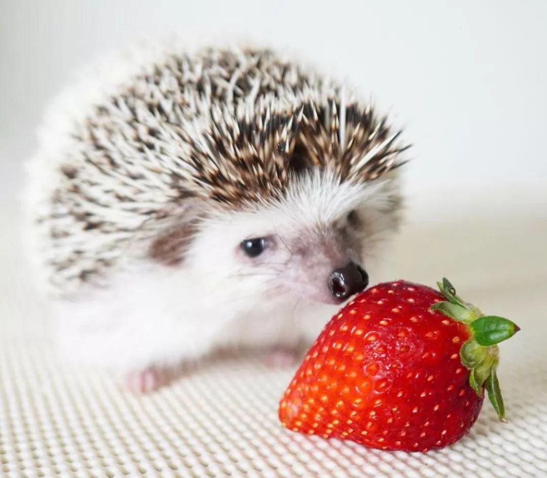 养一只戏精宠物是什么体验,养了一只小狐狸是什么体验