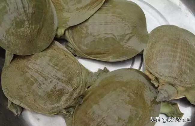 甲鱼养殖几年才能产卵,甲鱼有几种养殖方法