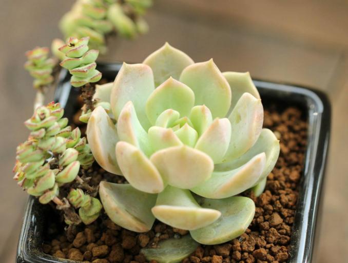 多肉生虫最有效的方法,多肉生虫怎么杀