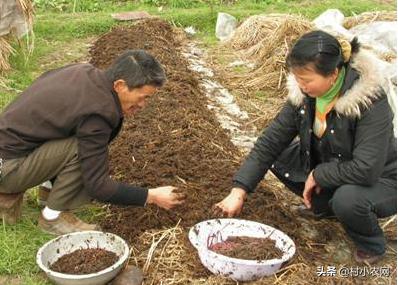 农村种植什么最赚钱最好做,农村种植什么最赚钱500元小本创业