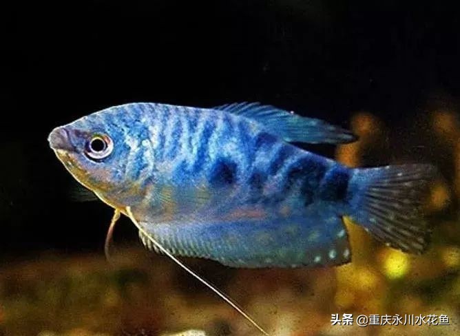 十种最漂亮的观赏鱼视频播放,观赏鱼60条