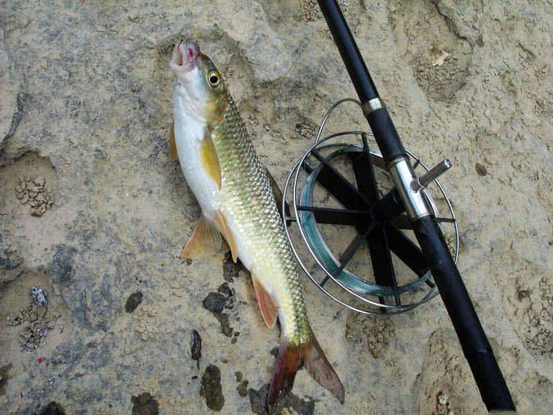 盘车冲钓赤尾,盘车冲钓青尾鲴