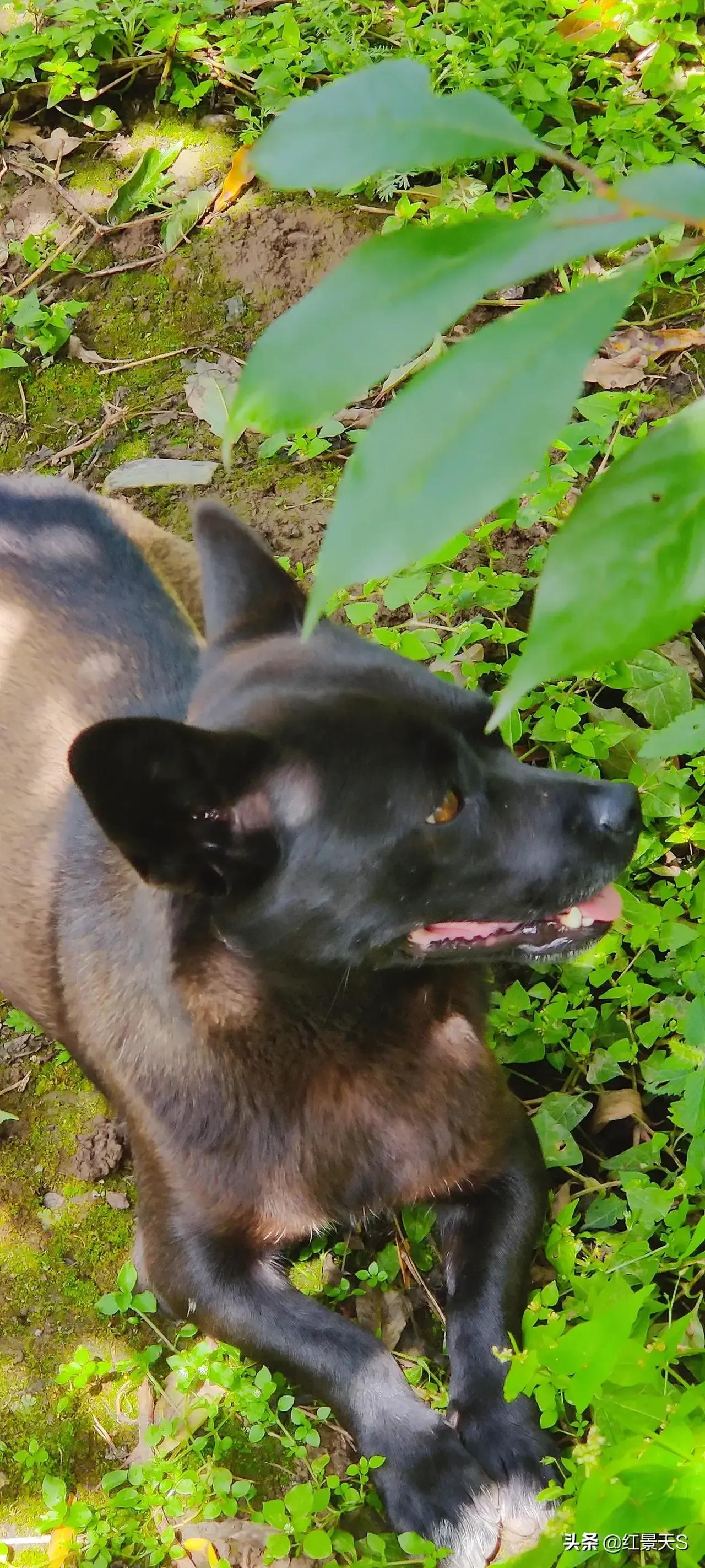 我们和流浪狗本质上没有什么不同,狗狗和流浪狗的故事真的很多