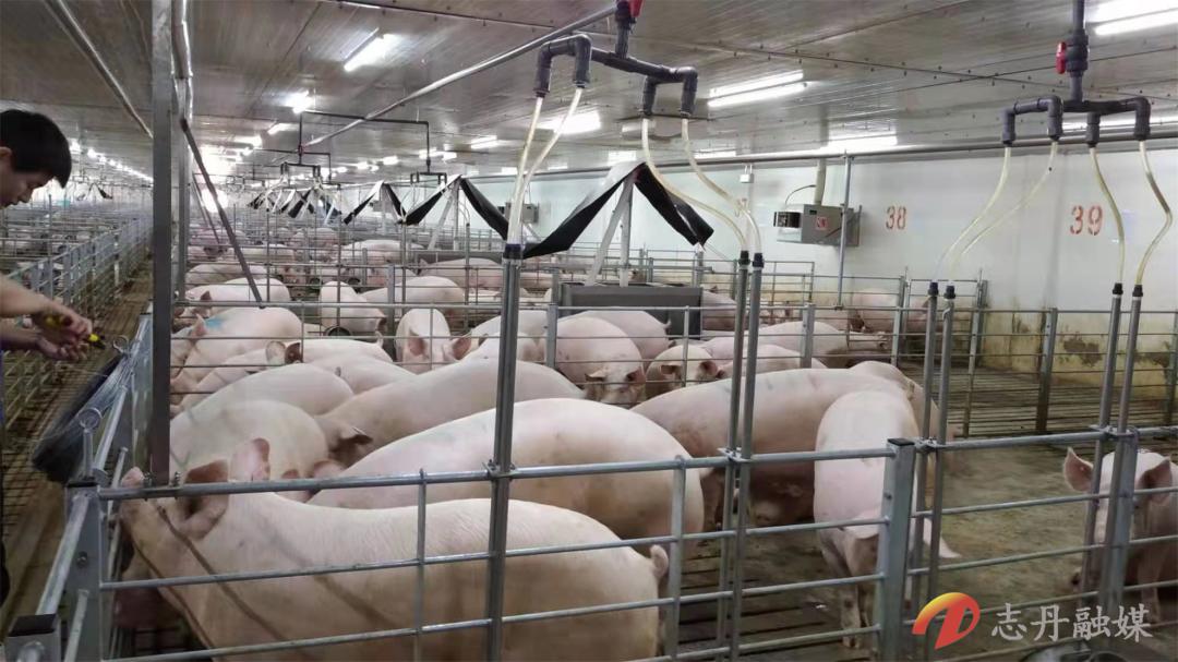 点赞延安奋进新时代圣地展新颜,延安志丹县全貌视频