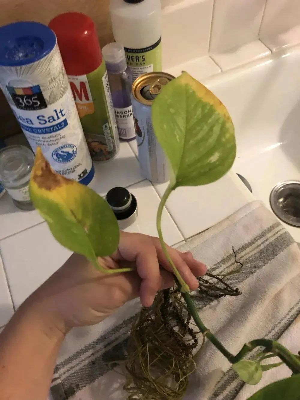 水培绿植水浑浊用什么药,水培植物是酸性还是碱性