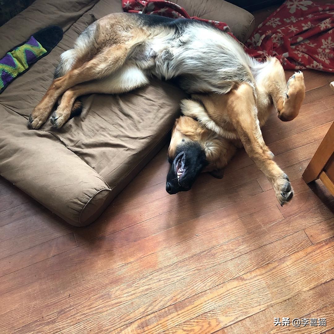 狗狗各种睡姿的含义,狗狗6个睡姿告诉你它在想什么