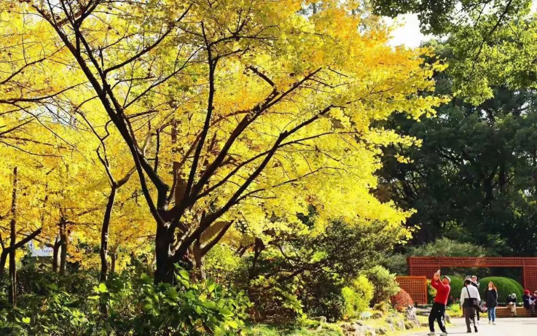 上海银杏叶打卡的地方,上海周边哪里有银杏叶