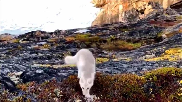 摄影师遇到白狐狸,摄影师遇见小白狐