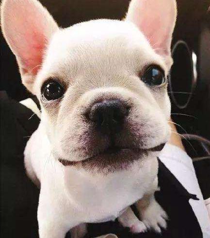 养法国斗牛犬脏吗,养英国斗牛犬的缺点