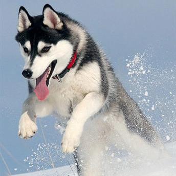 世界上一百种狗的图片,世界十种名贵狗