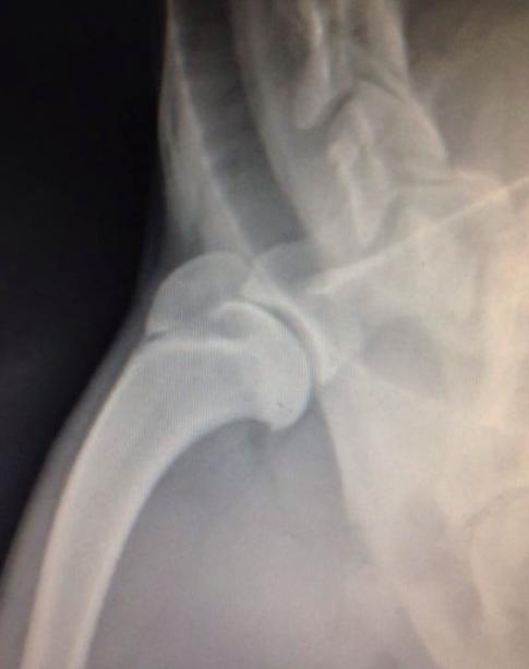 犬分离性软骨病,犬的主要疾病有哪些